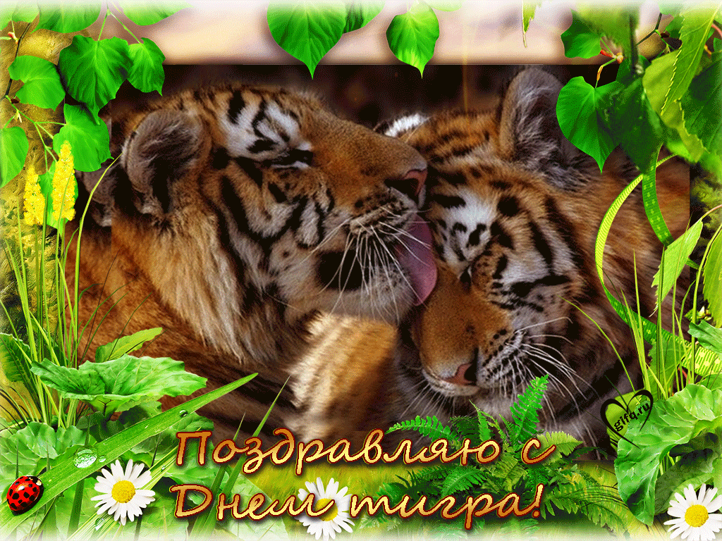 Открытки Открытки на день тигра скачать бесплатно на компьютер телефон Красивые картинки гифки международный день тигра скачать на ватсап социальные сети