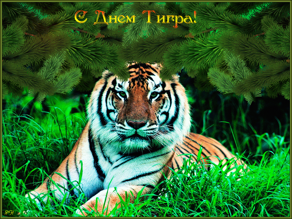 Открытки Открытки на день тигра скачать бесплатно на компьютер телефон Красивые картинки гифки международный день тигра скачать на ватсап социальные сети