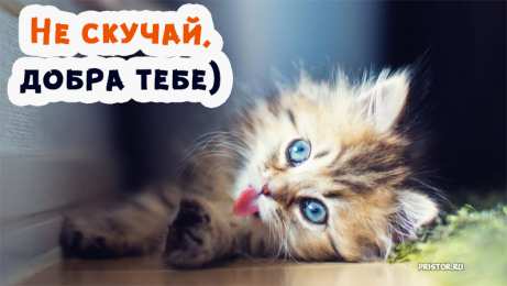 Не скучай Открытки не скучай скачать бесплатно на телефон смартфон компьютер