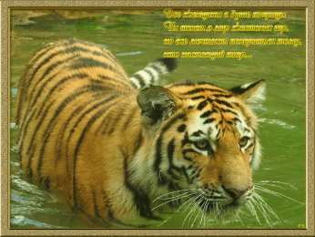 День тигра Открытки на день тигра скачать бесплатно на компьютер телефон
